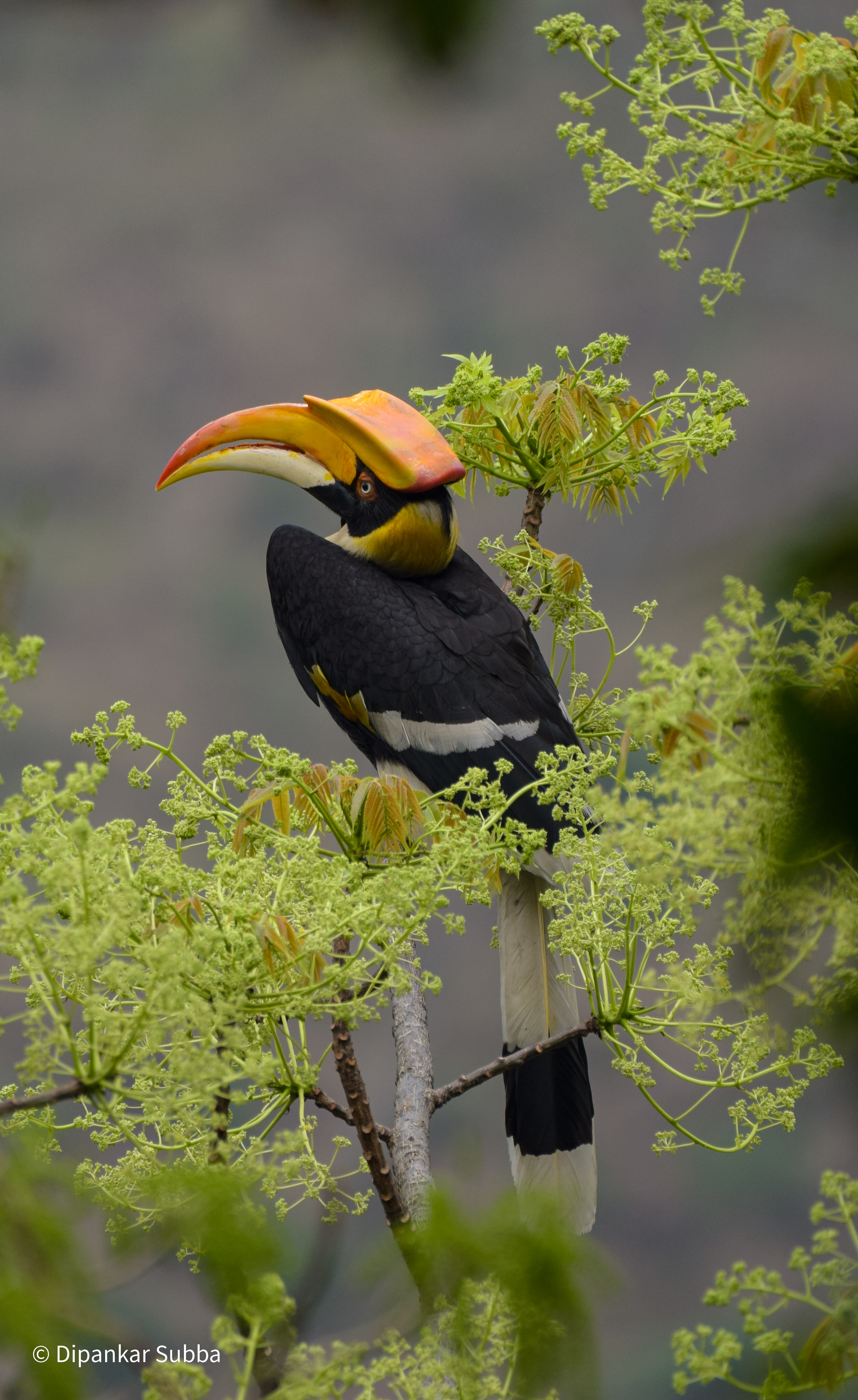 Great Hornbill